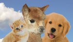 3 Tiere web.jpg