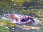 IMAG0044 - Kopie.jpg