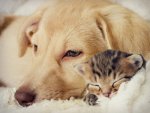 Grosser-Hund-und-Katze-schlafen-shutterstock_231296470-gurinaleksandr.jpg