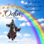 Odin (1).jpg