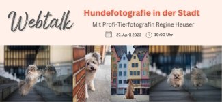 Webtalk-Hundefotografie-in-der-Stadt.jpg