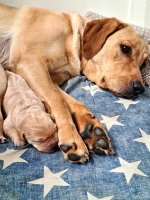 Labrador Retriever1.jpg