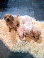 Labrador Retriever22.jpg