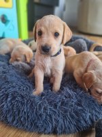 Labrador Retriever433.jpg