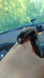 IMG-20160306-WA0002.jpeg