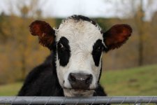 horizontal-closeup-shot-black-white-cow-pasture.jpg