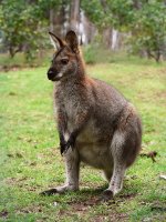 800px-Red_necked_wallaby444.jpg
