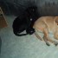 Tabby311080