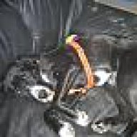 DogyDog