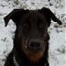 Beauceron