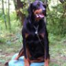 doberweiler