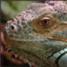 #Reptilica#