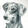 dober