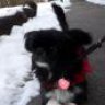 TheDogMan
