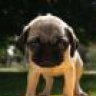 chiquitita