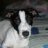 Jackrussel