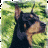 Veilchen