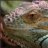 #Reptilica#