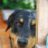 Beagle1988