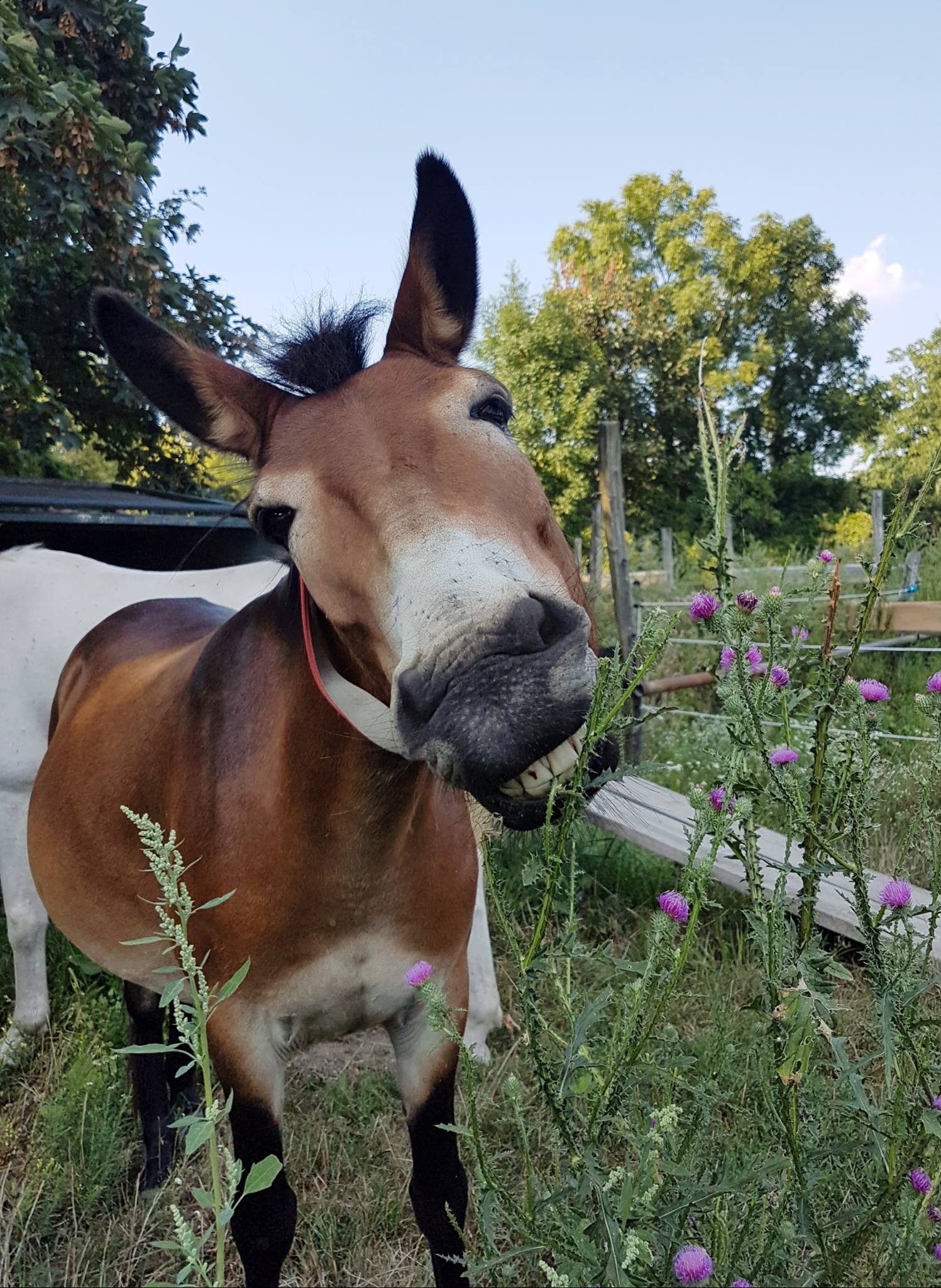 Distelblüten pflückt man am besten vorsichtig.